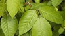 How To Treat Poison Ivy